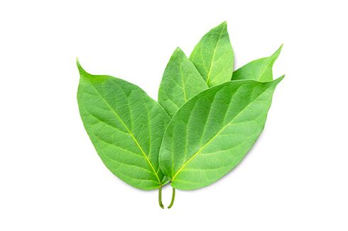 Blutforde Gymnema sylvestre extract dauka
